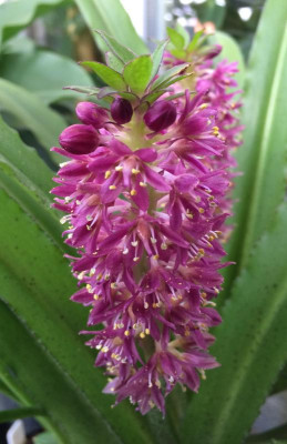 Eucomis 08-2015.jpg