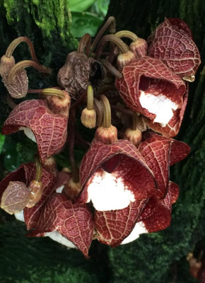 Aristolochia arborea 2015.jpg