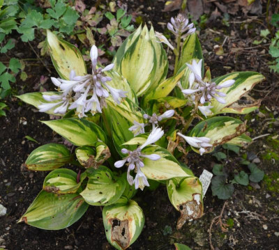 Hosta-Justine.15-2.jpg