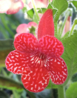 Kohleria Strawberry Fields 08-2015.jpg