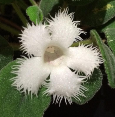 Alsobia dianthiflora 08-2015.jpg