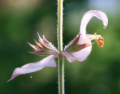 Salvia-sclarea-1.jpg