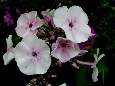 166.Sä,GA 2_P7291665.JPG