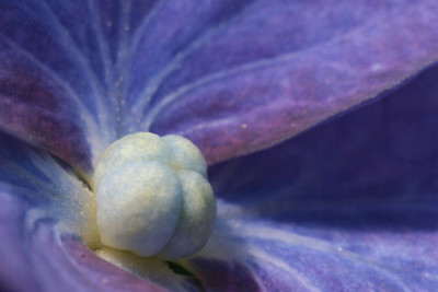 Hort-Juli06-02.jpg