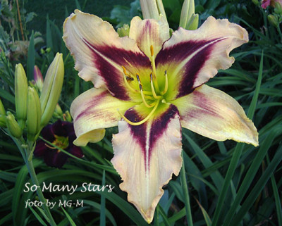 Imgp7544-SoManyStars.jpg
