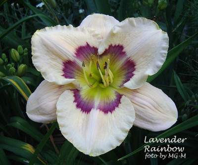 Imgp7557LavRain.jpg