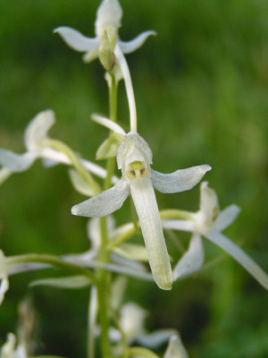 platanthera_chlorantha.jpg