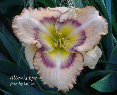Imgp7585AliensEye.jpg