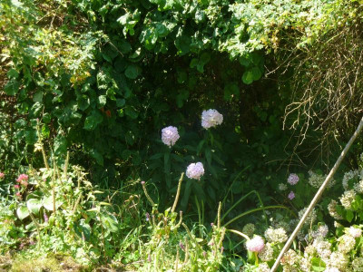 Phlox unbekannt 1.jpg