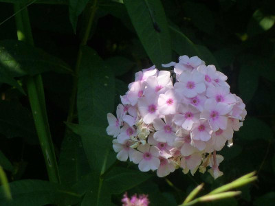 Phlox unbekannt 2.jpg