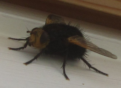 Hummelähnliche Fliege Römö.jpg