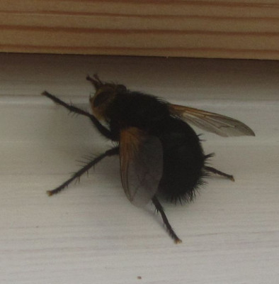 Hummelfliege-Römö.jpg