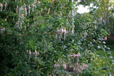 Fuchsie winterhart1107a.jpg