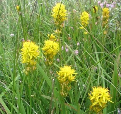 Narthecium ossifragum.jpg