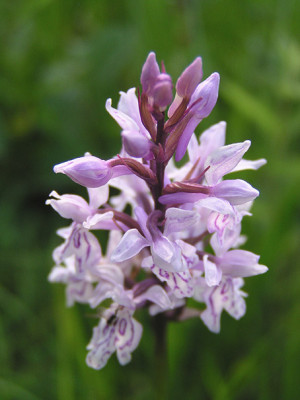 dactylorhiza_fuchsii.jpg