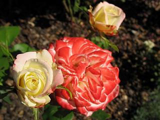 IMG_1775.JPG