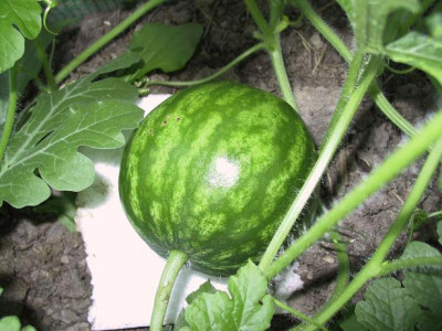 melone2006_07_04_2.JPG