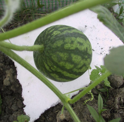 melone2006_07_04_1.JPG