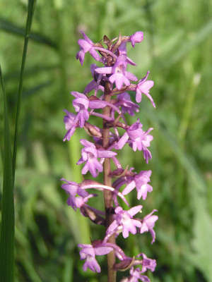 gymnadenia_conopse.jpg