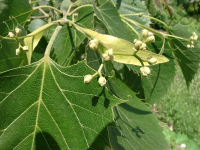 07050003_eTilia_henryana.JPG