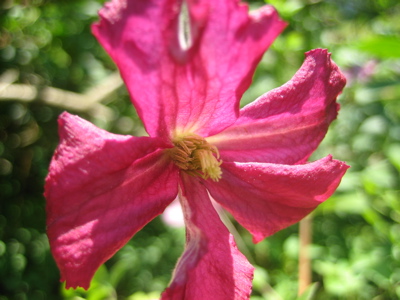 Clematis_viticella_.jpg