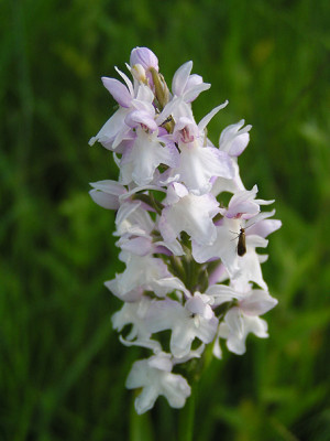 welche_orchidee_ist_das.jpg