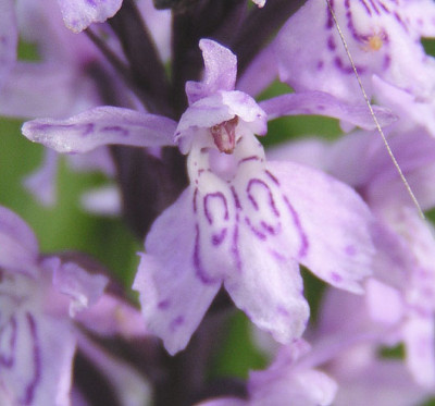 fuchsii_makro.jpg