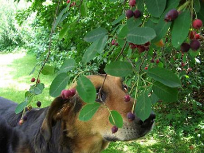 beeren23.JPG