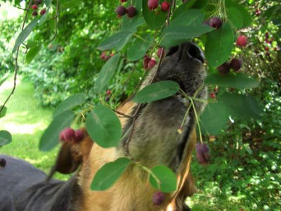 beeren33.JPG