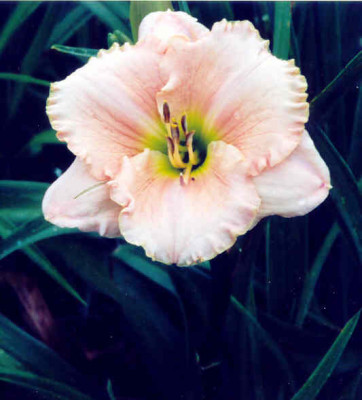 Hem._Catalina.jpg