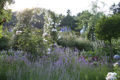 Mein-Rosengarten-1.jpg