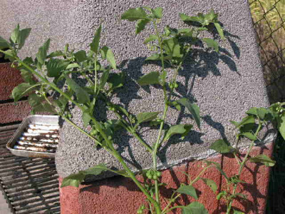 DSCN5657.JPG