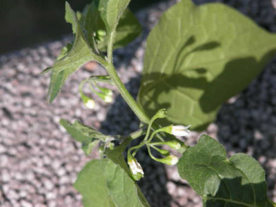 DSCN5658.JPG