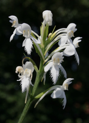 IMG_1607_ePlatanthera_blephariglottis.JPG