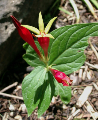 07050006_eSpigelia_marilandica.JPG