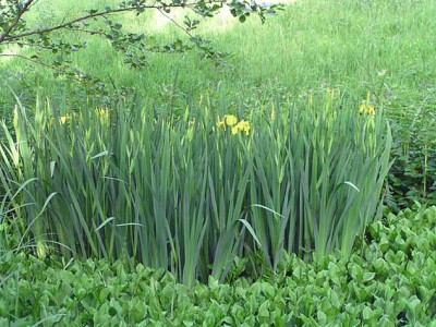 iris_pseudacorus_wild.jpg