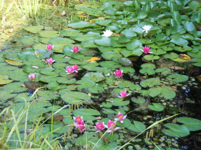 seerose 002.JPG