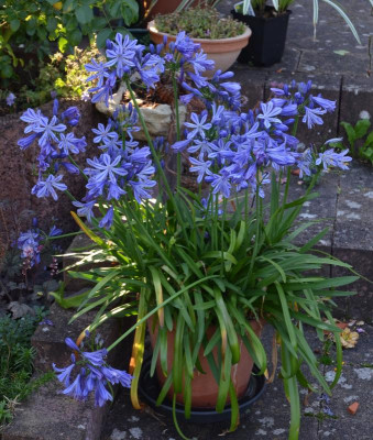 Agapanthus-blau-klein.15-4.jpg