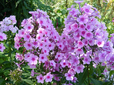 2015-08-09 Phlox.jpg