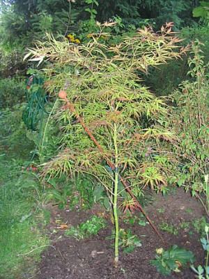Acer_palmatum_Villa_Taranto_fars.jpg