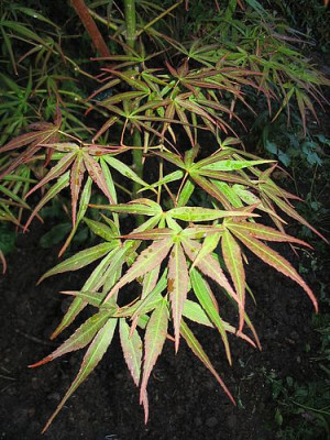 Acer_palmatum_Villa_Taranto_2_fars.jpg