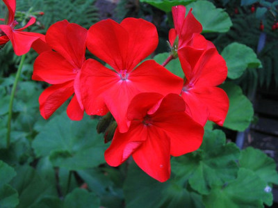 Pelargonium_Lanzarote_fars.jpg