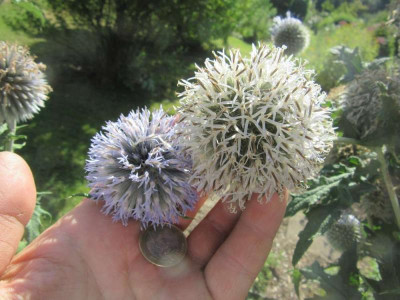echinops ban Hoh.jpg