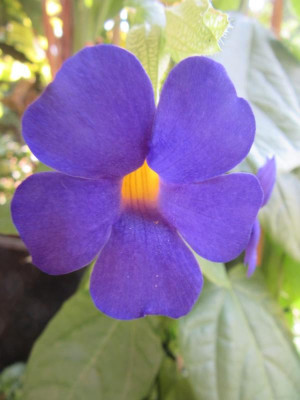 Thunbergia battiscombei.jpg