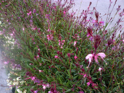 IMG-20150808-00013.jpg