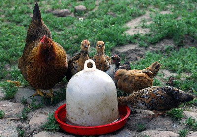 huhn4712.jpg