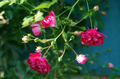 rose4726.jpg