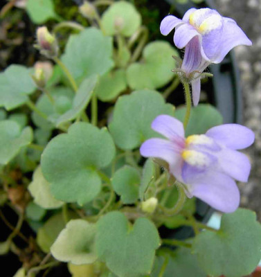 5.7.06._Cymbalaria_pallida_008.JPG