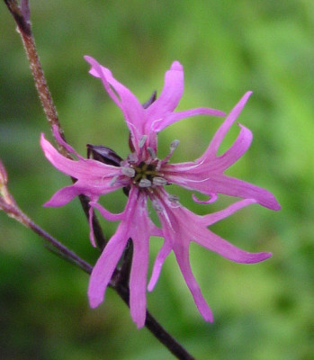 lychnis_flos_cuculi_himmelreich.jpg