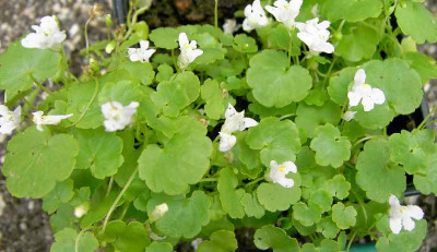 5.7.06.__Cymbalaria_K._006.JPG